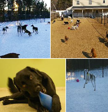 Dogs at Play